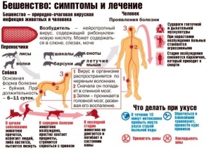 Бешенство – острая инфекционная болезнь теплокровных животных