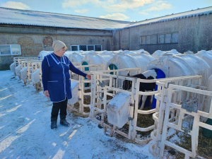 В ООО «Клемово» – самая высокая сохранность молодняка крупного рогатого скота