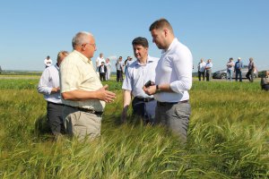 Министр сельского хозяйства заявил, что в Подмосковье зреет хороший урожай озимой пшеницы