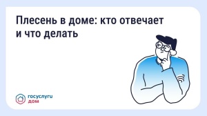 Что делать, если в квартире появилась плесень Что делать, если в квартире появилась плесень