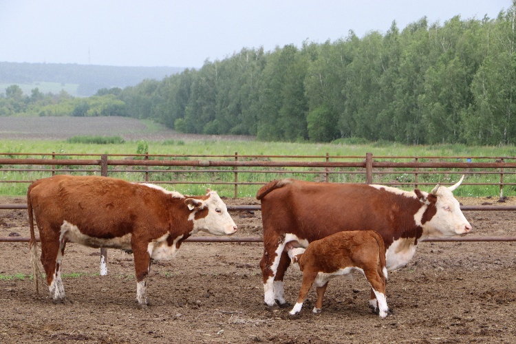 Ферма по выращиванию бычков породы герофорд открылась в Серебряных Прудах 