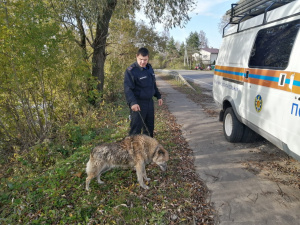 Застрявшую в реке собаку спасли в Серебряных Прудах